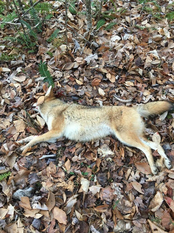 Lenon's Lure Bobcat Meat Fox And Coyote Bait Oz Plastic