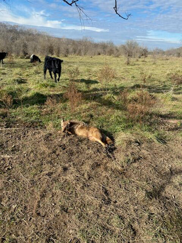 Yote in a coyote field while using Lenon Lures Bait