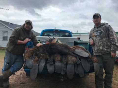 truck-load-beaver-caught-lenon-lure