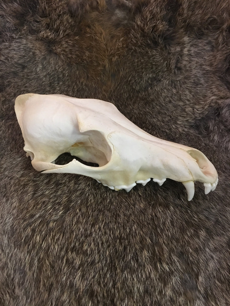 coyote skull