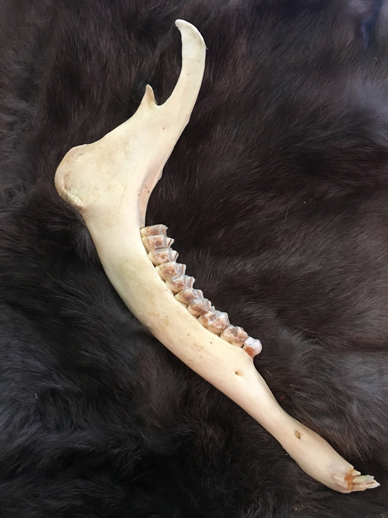 Goat Jaw Bone – The Coven's Cottage