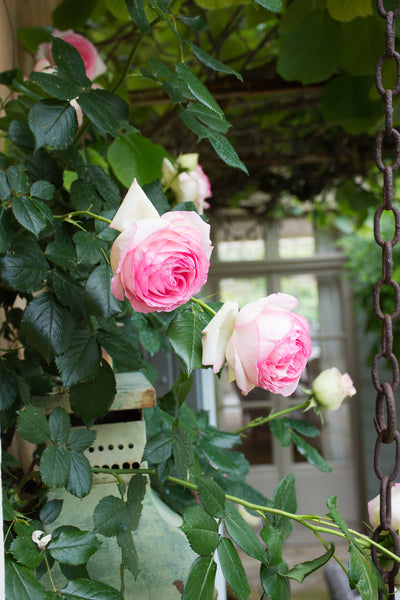 Pierre de Ronsard climbing rose pink white classic French garden