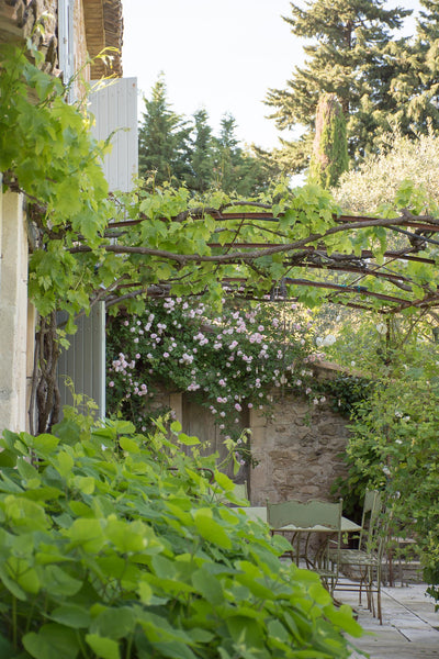 Grape vine over pergola climbing roses antique French garden furniture