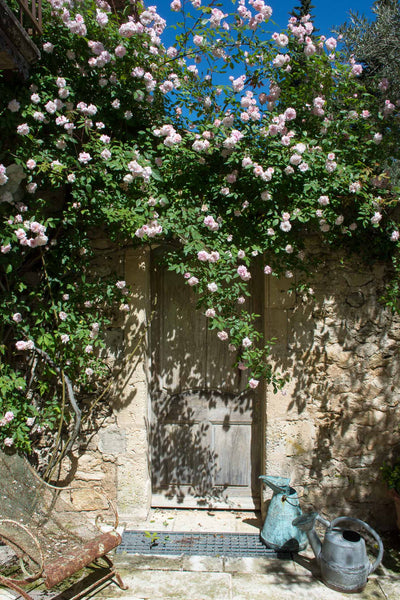 Climbing roses over old door with antique watering cans French garden