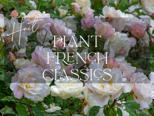 Create a French garden with these plant types