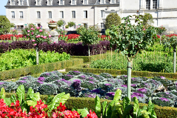 French vegetable garden with purple cabbage