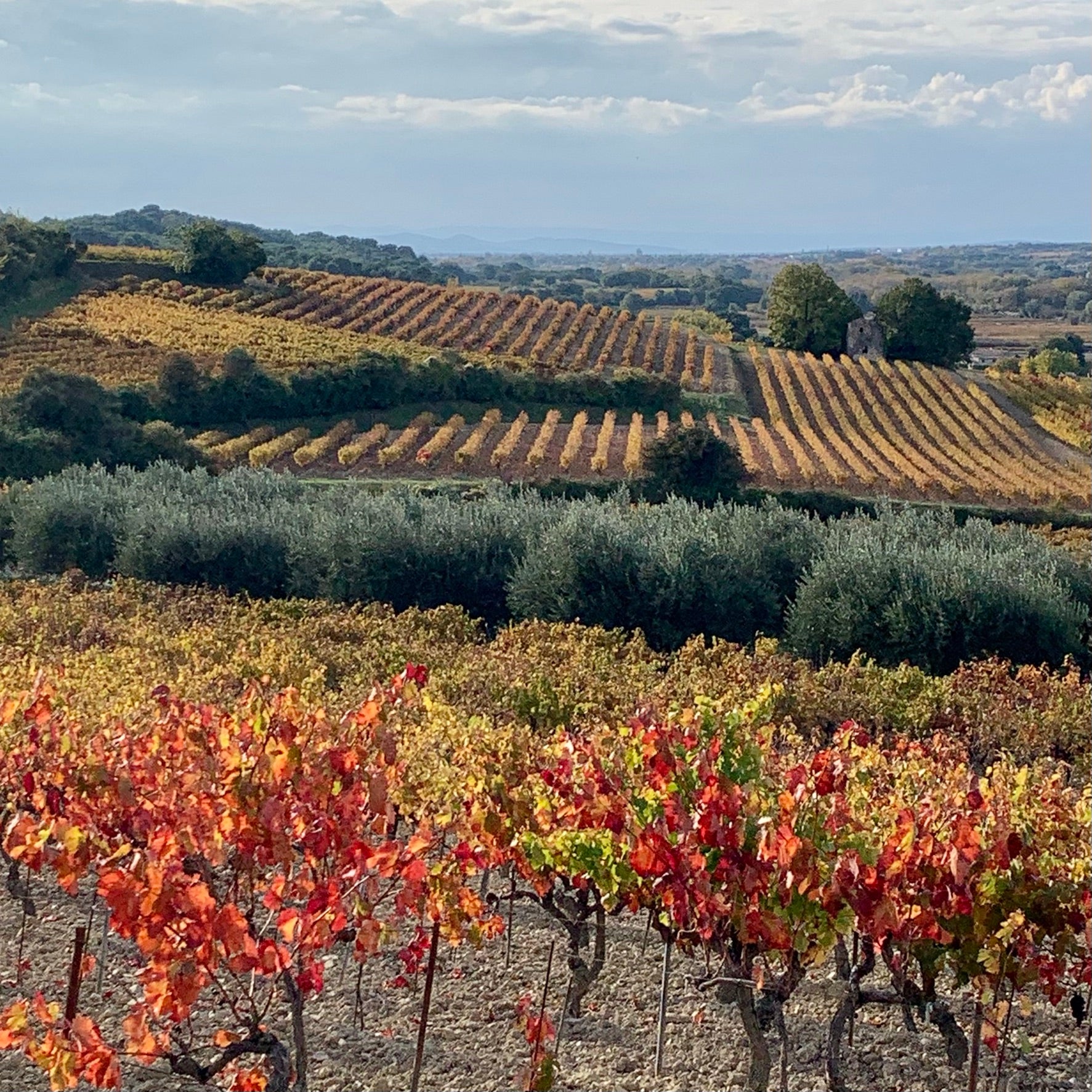 Autumn in Provence in the vines