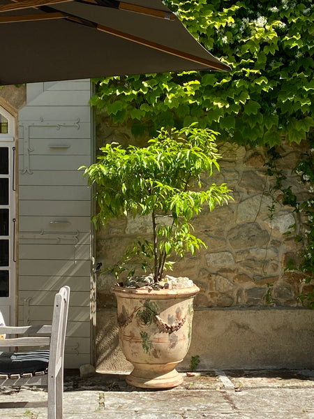 Anduze urn with citrus Provence garden