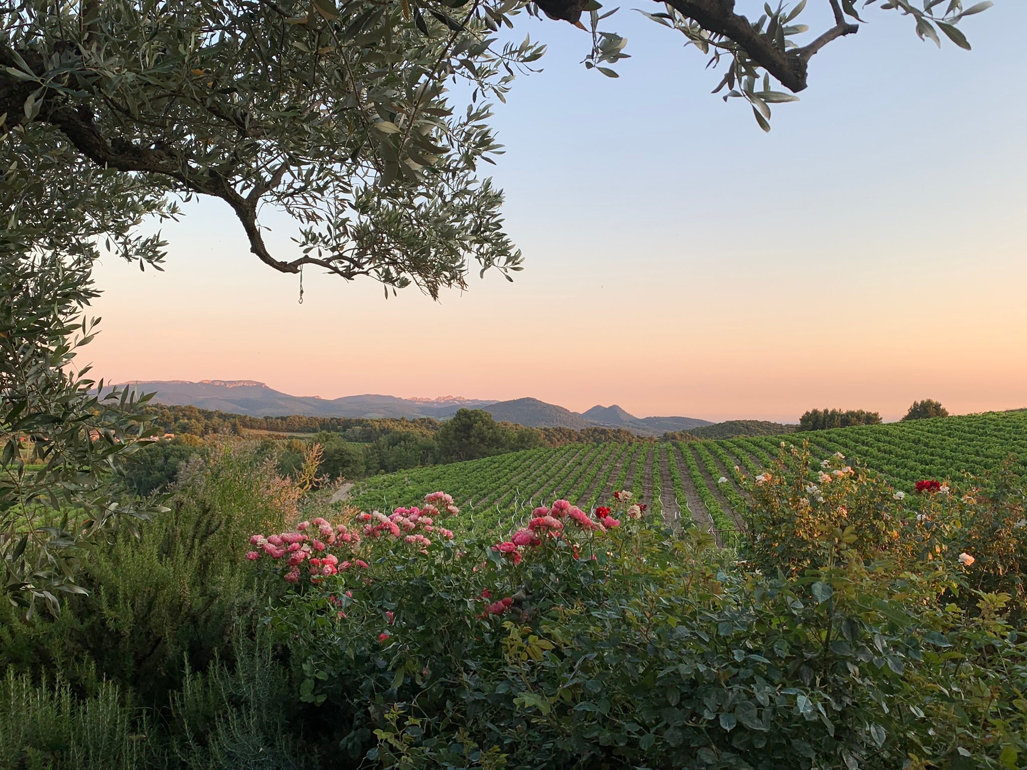 Sunset in Provence olive trees roses