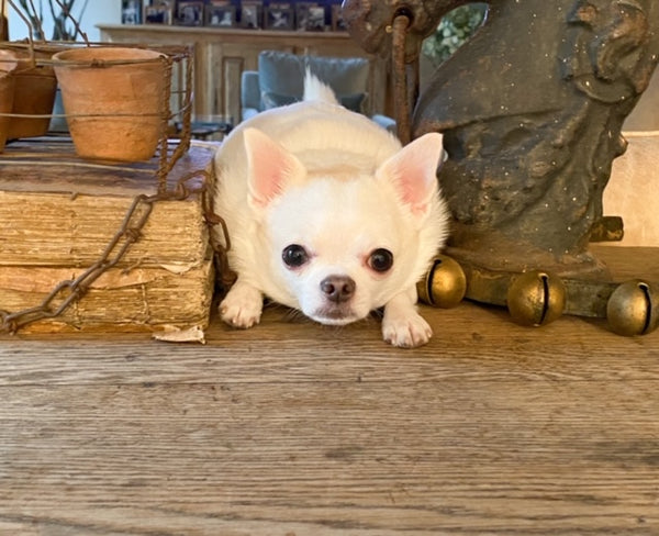 Antique French books with puppy