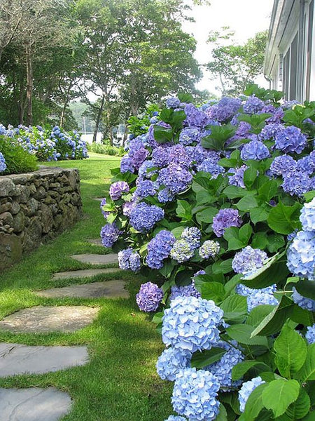 Blue hydrangeas en masse French garden design