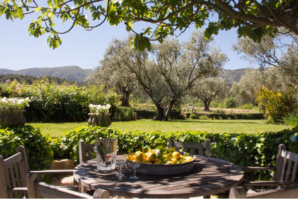 Using olive trees French garden design