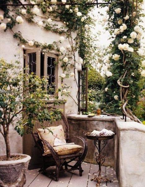 French terrace climbing rose