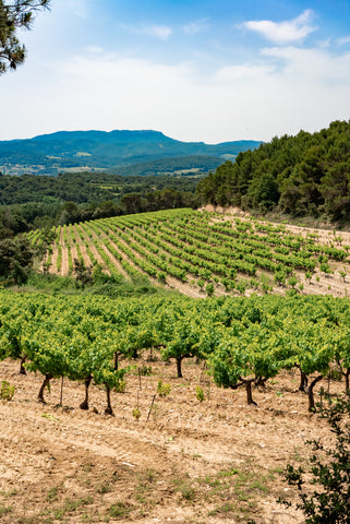 French scenic vineyard picnic