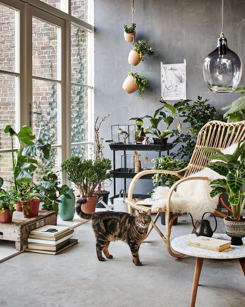 Apartment garden room wicker furniture pot plants indoor plants french windows
