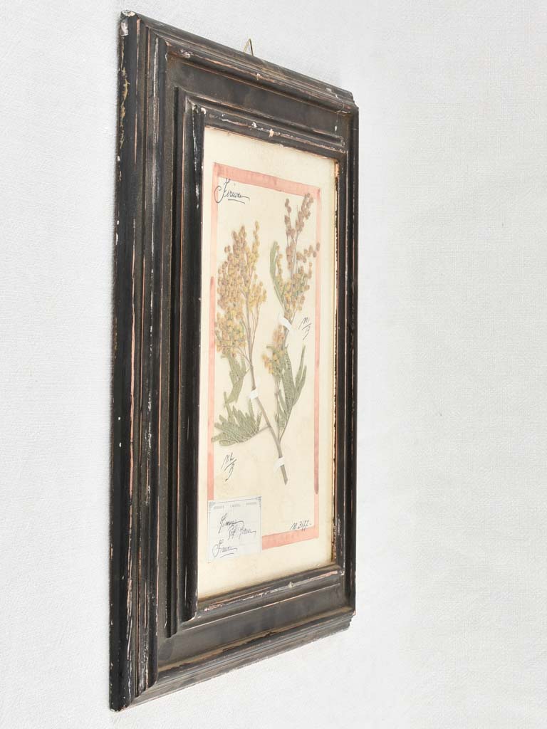 Framed botanicals in distressed black frame 20" x 16¼"