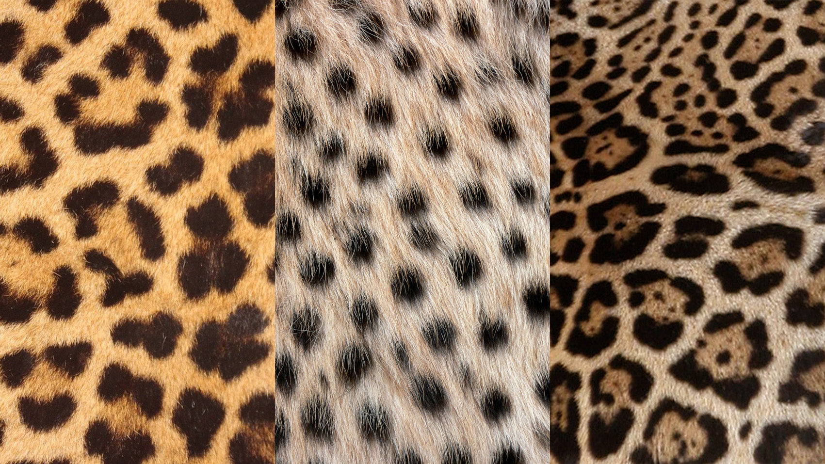 Read all about difference between leopard, jaguar and cheetah print. -