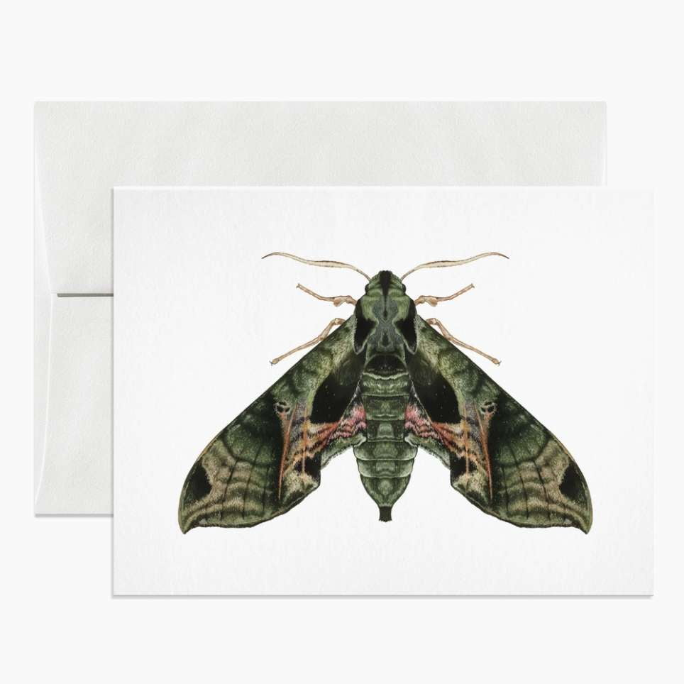 Open Sea Pandora Sphinx Moth Greeting Card