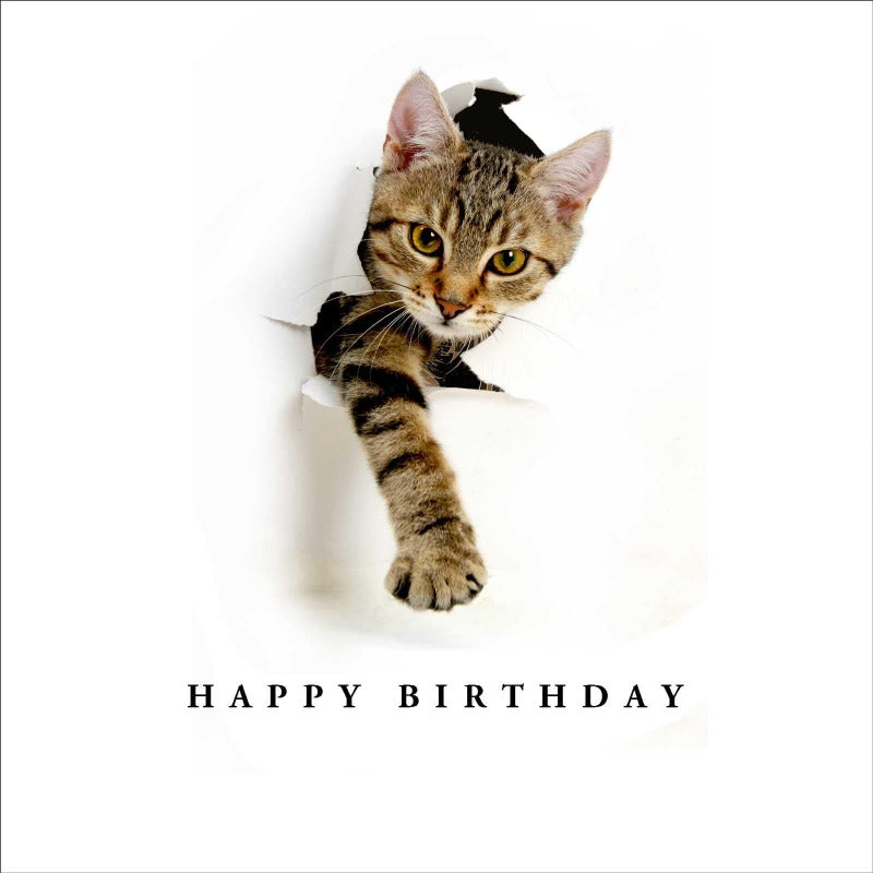 Party Cat Cat Greeting Card Purrfect Cat Ts