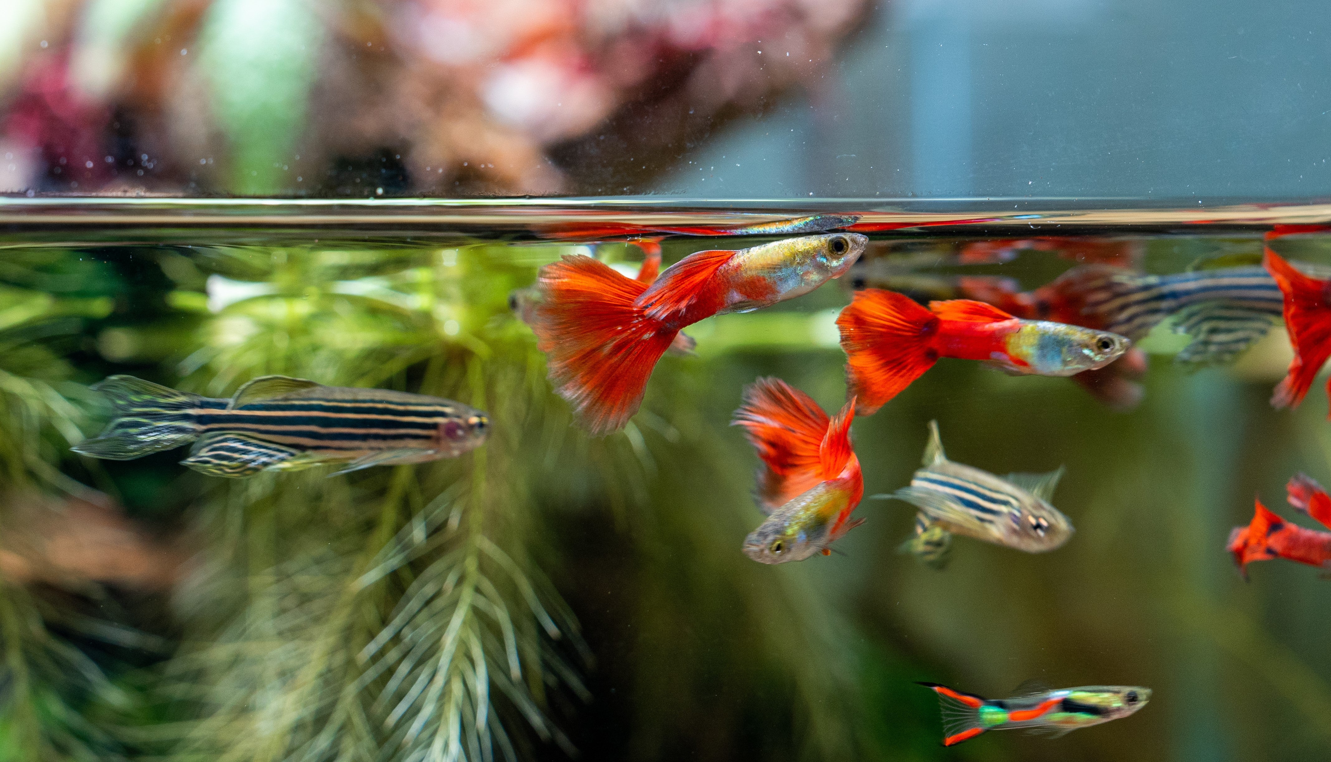 Fish Tank Cleaning Tools You Must Have - Best Fish Tank Cleaner 