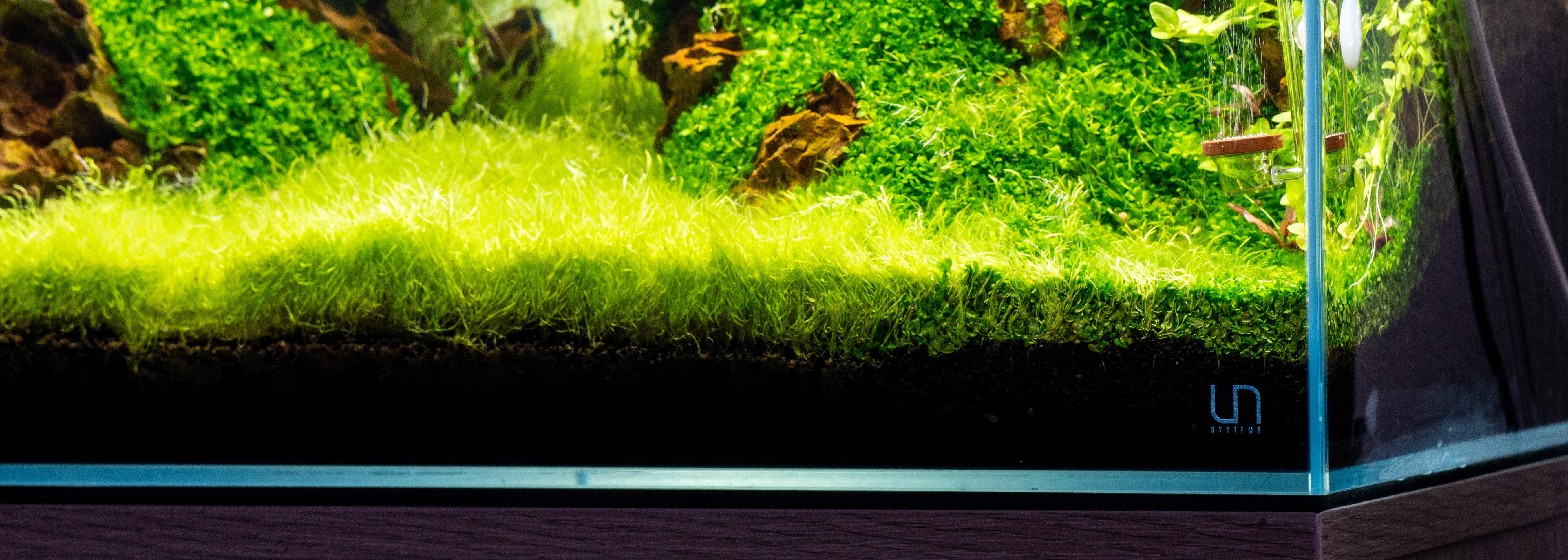 How to Properly Grow Aquarium Carpet Plants — Buce Plant