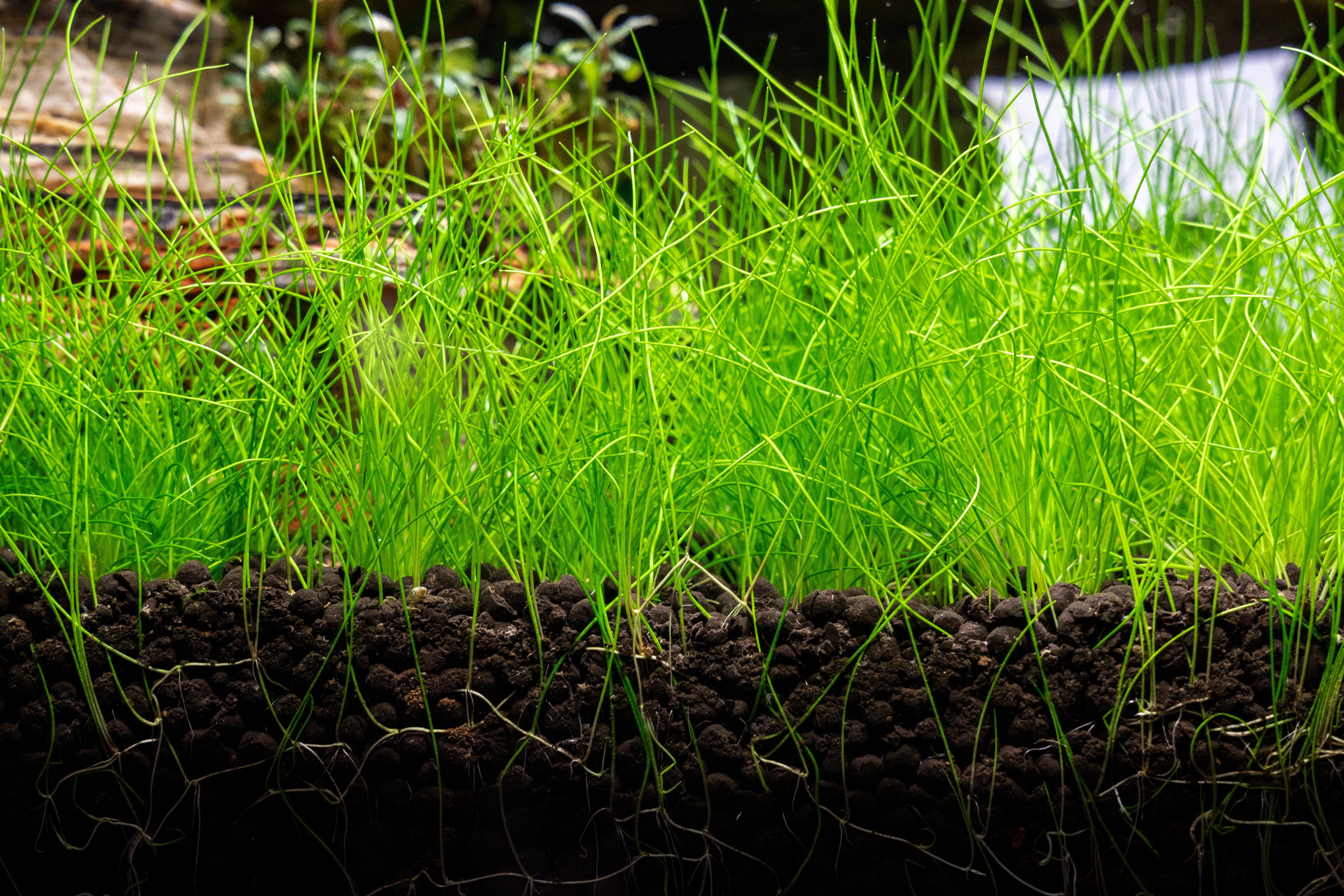 How to make a grass carpet in your aquarium?