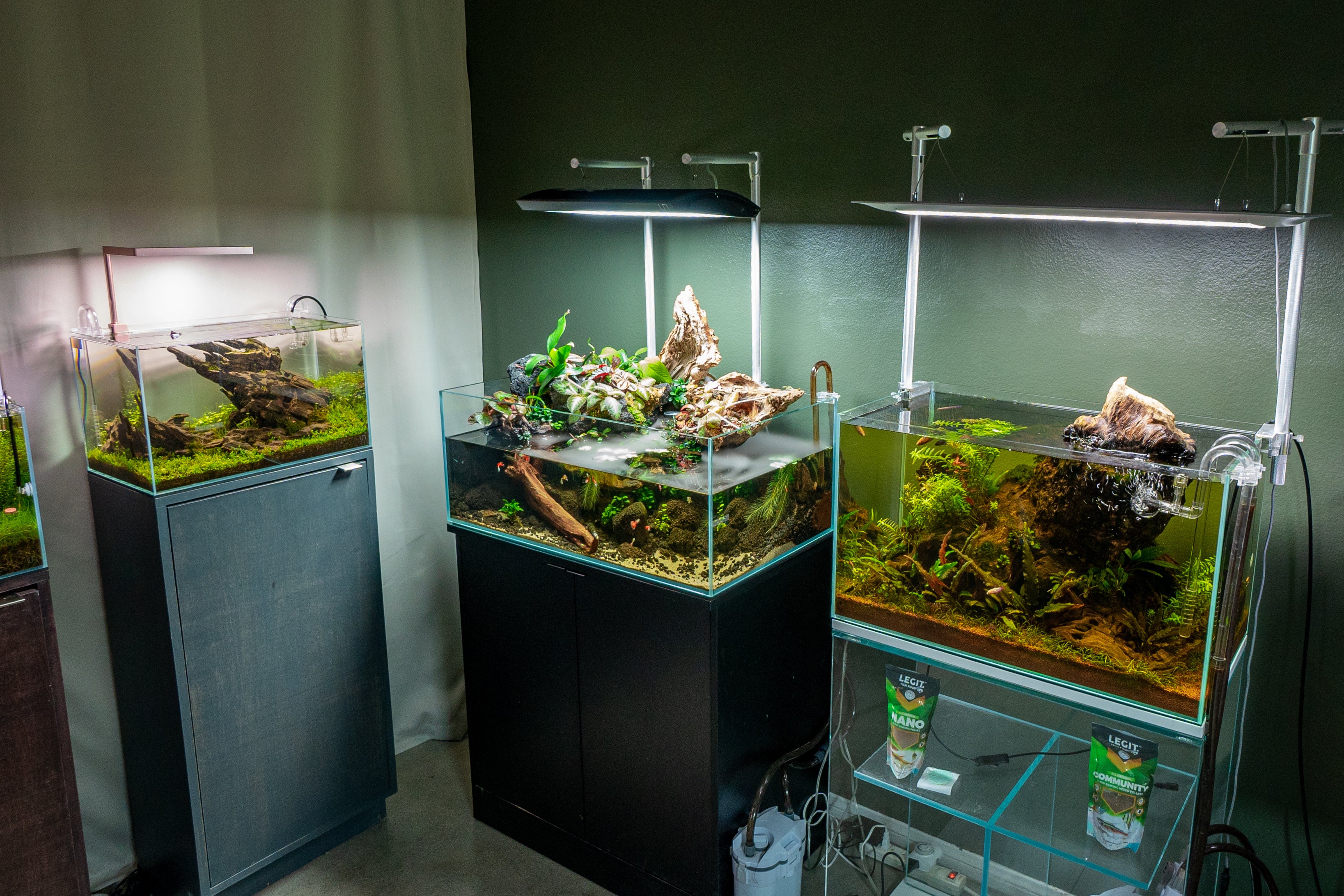 Blackwater Aquarium Setup: A Complete Tank Guide