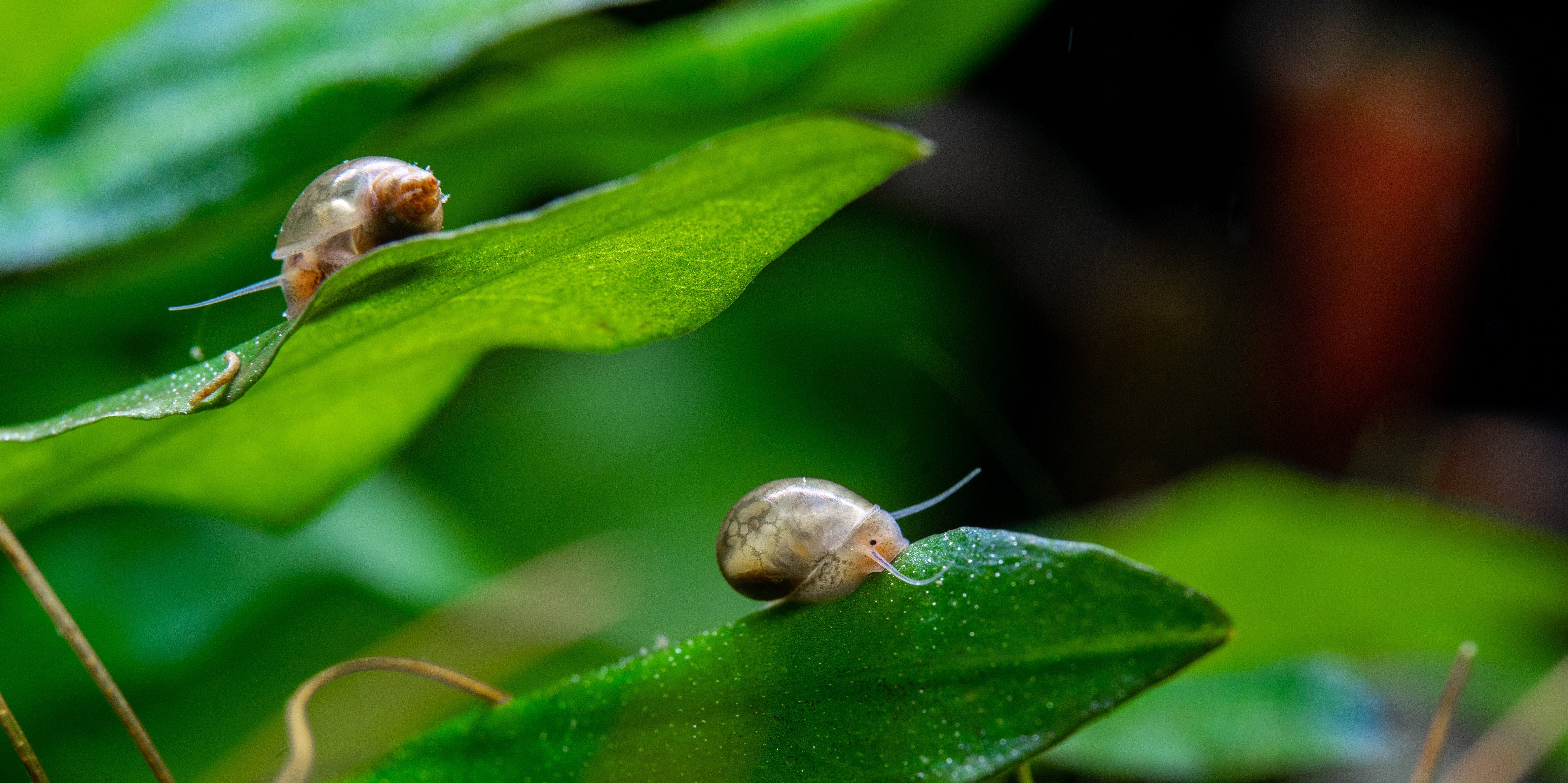 Ramshorn Snail Care Guide All about Ramshorn snails! Aquarium