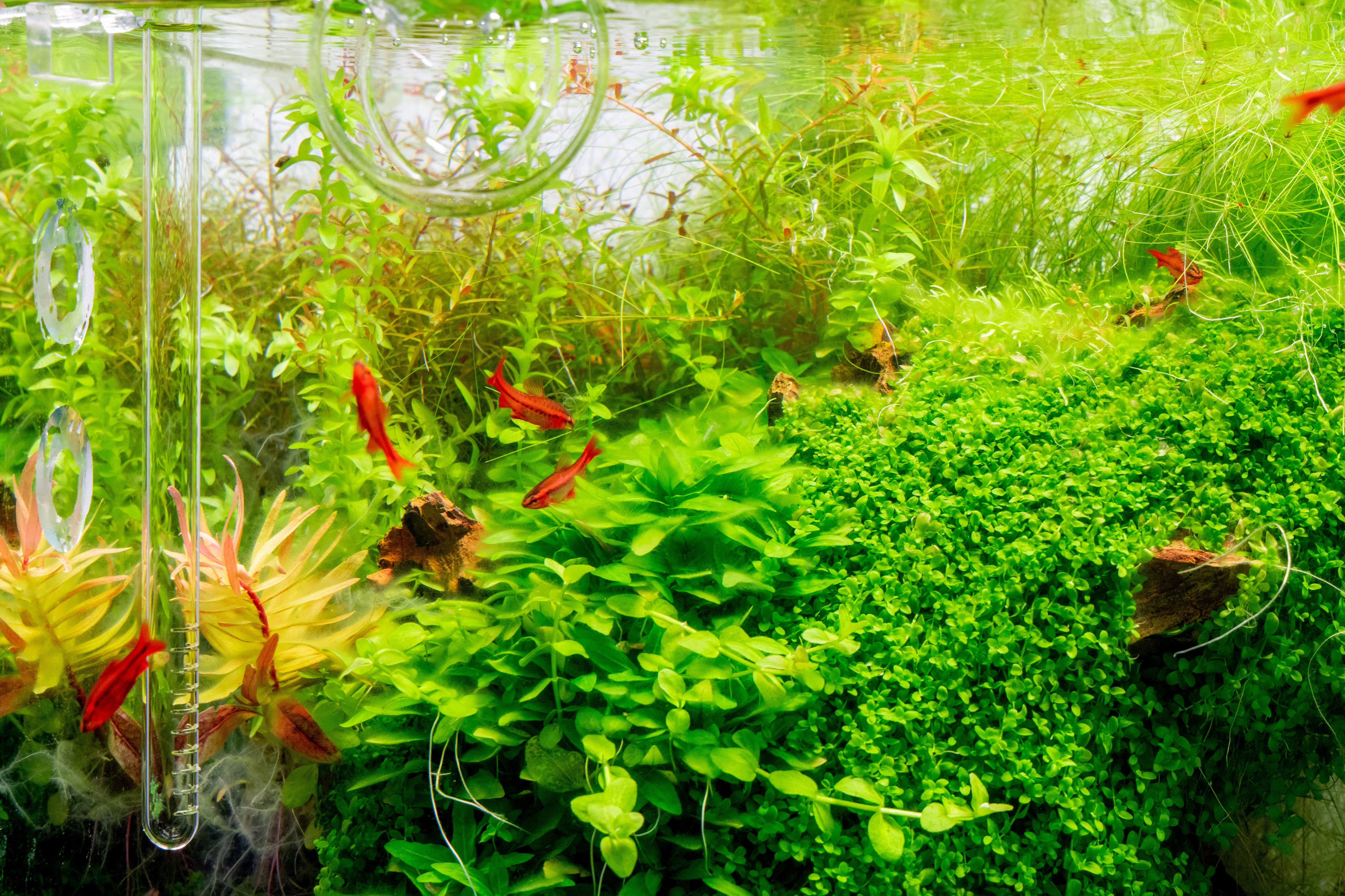 Aquascaping Guides & Planted Tank Tips - Buce Blog — Buce Plant