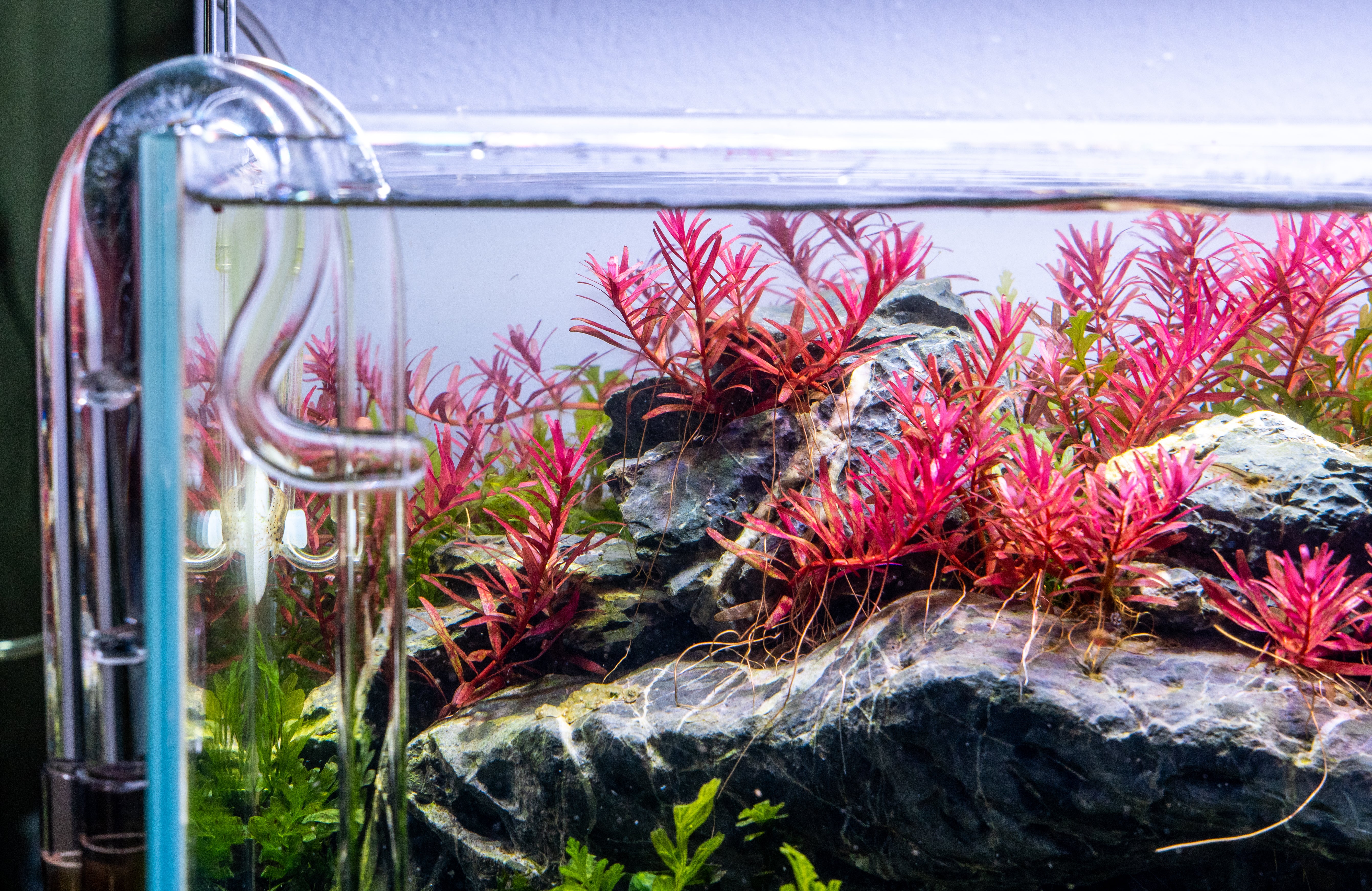 How to Filter Aquarium Water With Sphagnum Moss