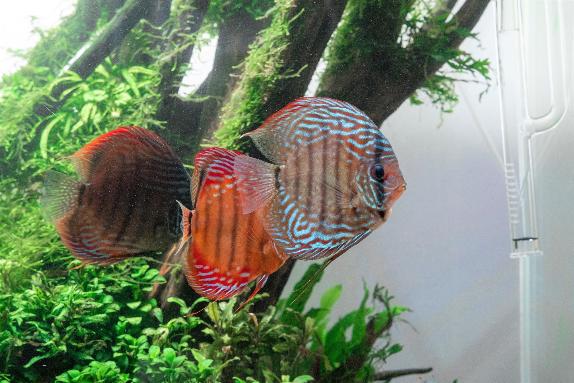 Home Aquarium: A Fish Tank Is Basically Live Art for Your Home—Here's How  to Keep One