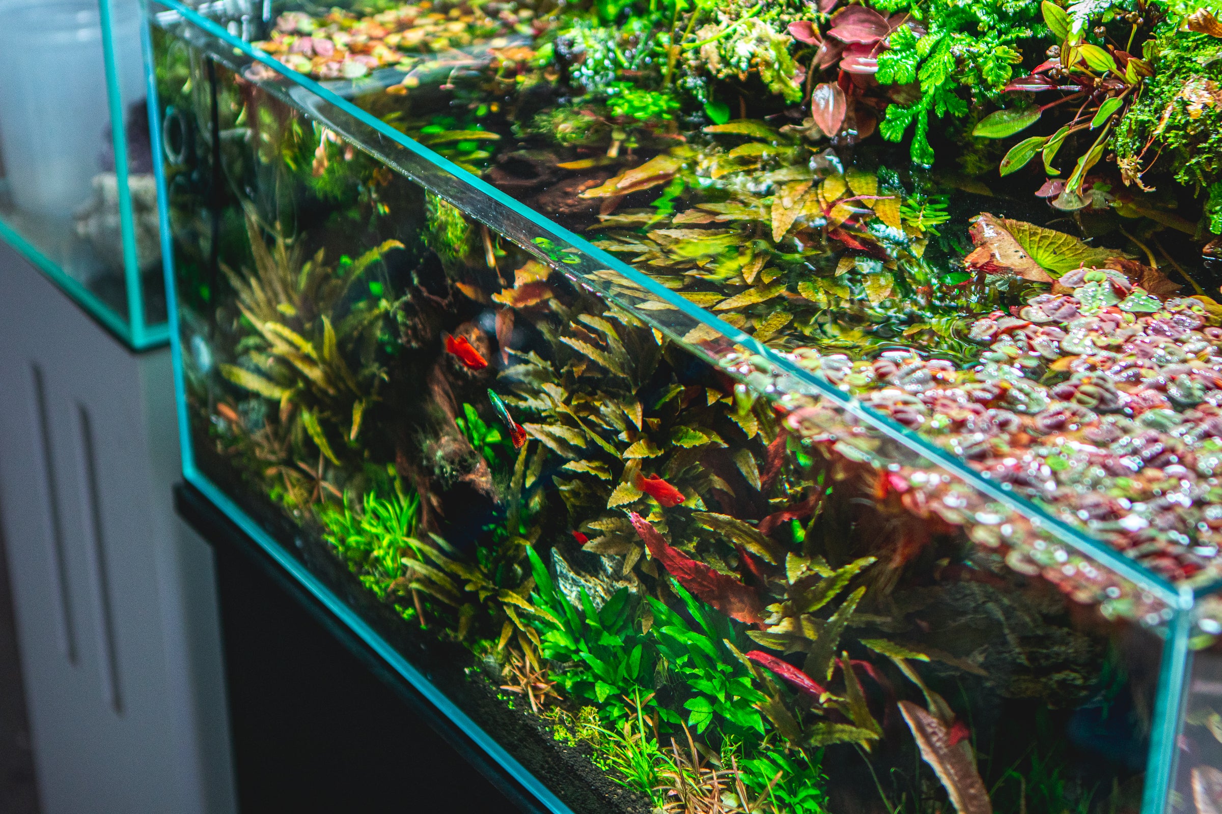 How to Cycle a Fish Tank — Buce Plant