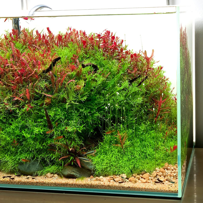 Aquascape center