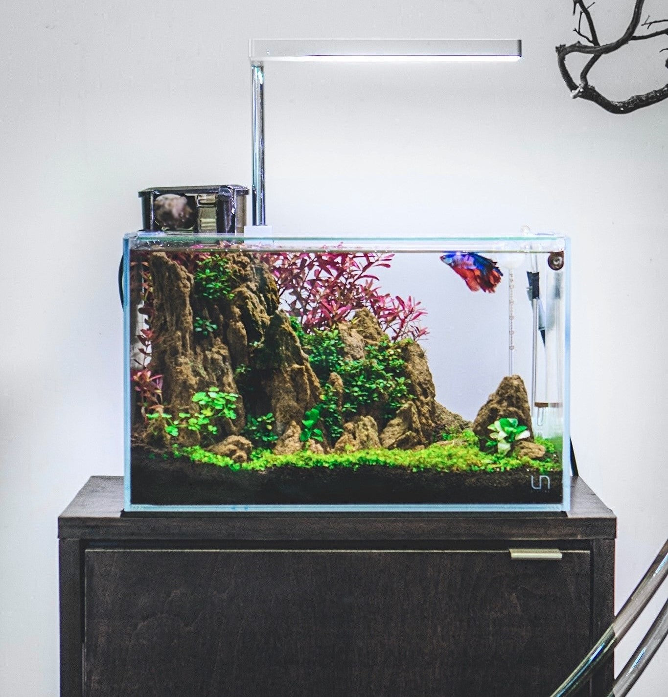 Bettas: Why You Need a Planted Tank — Buce