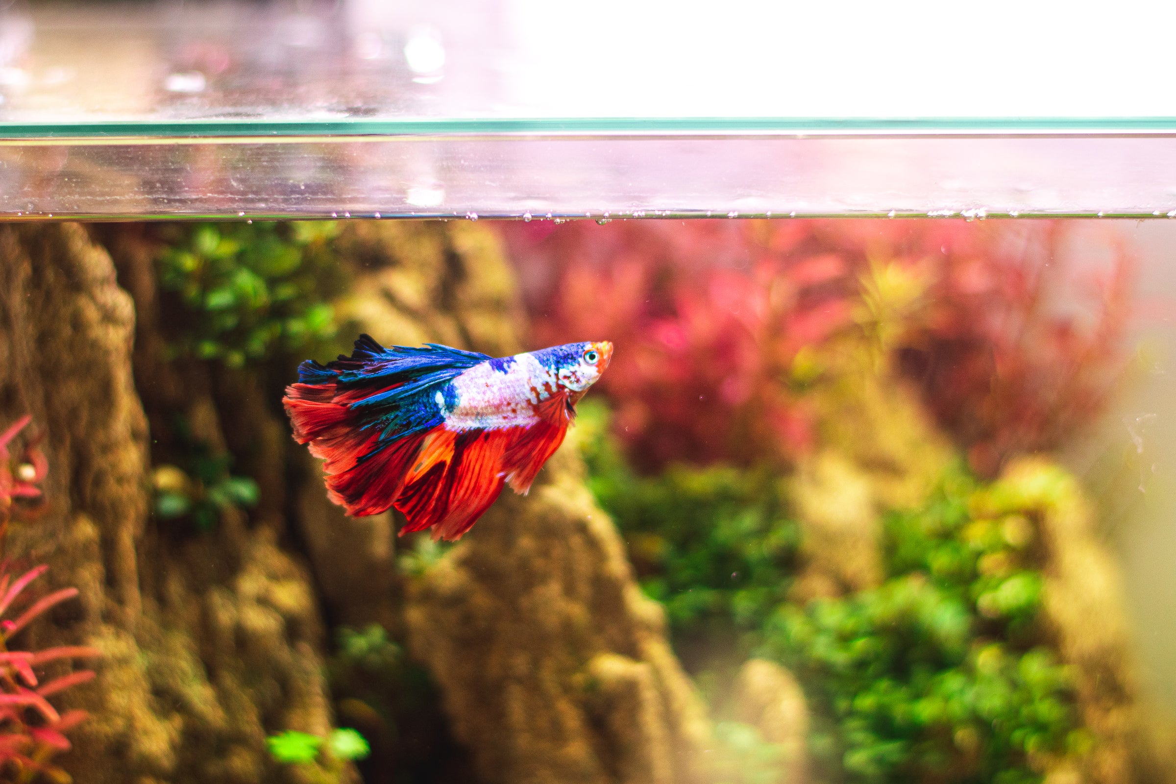 Setting up a Freshwater Aquarium: A Guide for Beginners - PetHelpful
