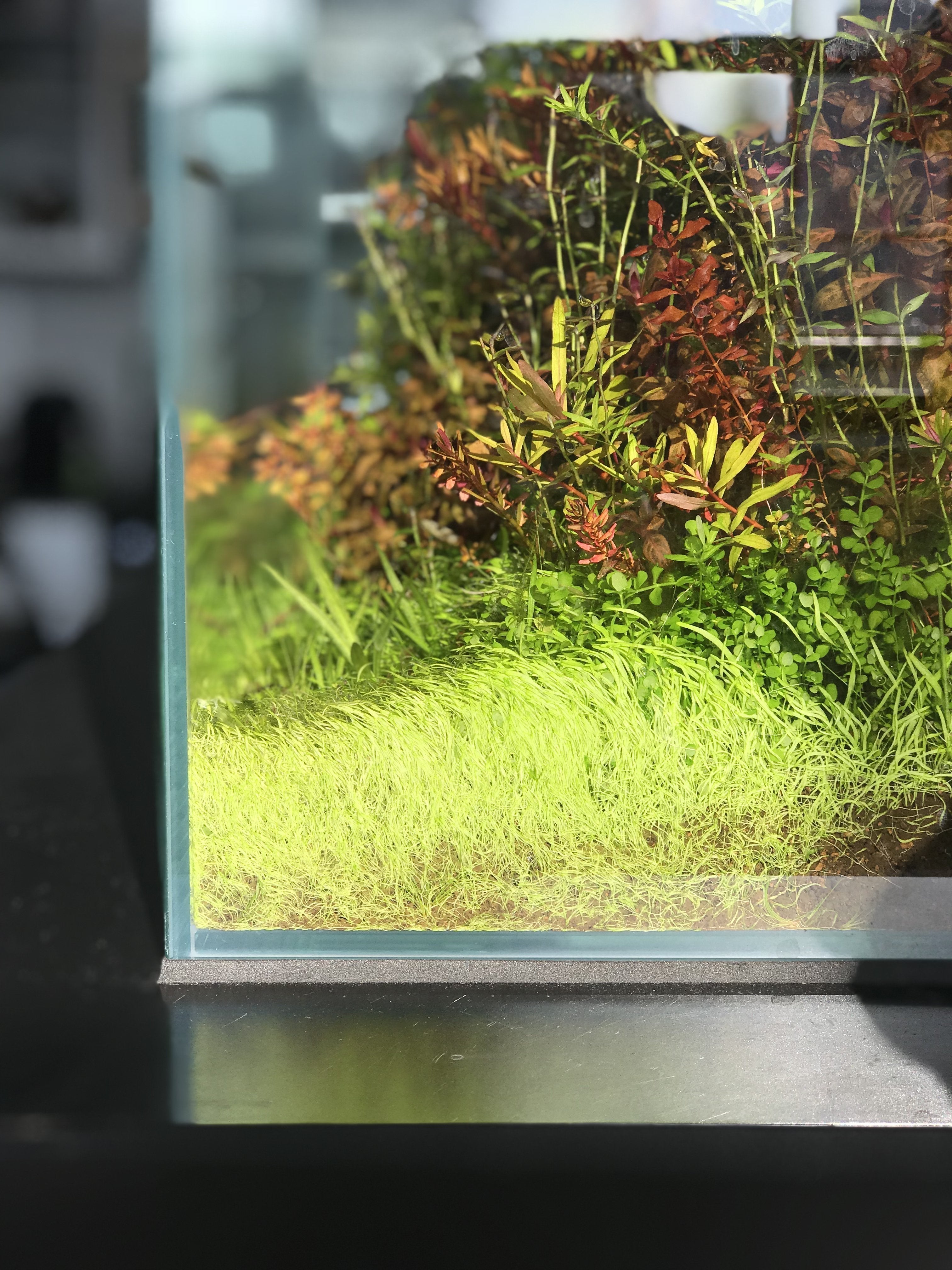 How to make a grass carpet in your aquarium?