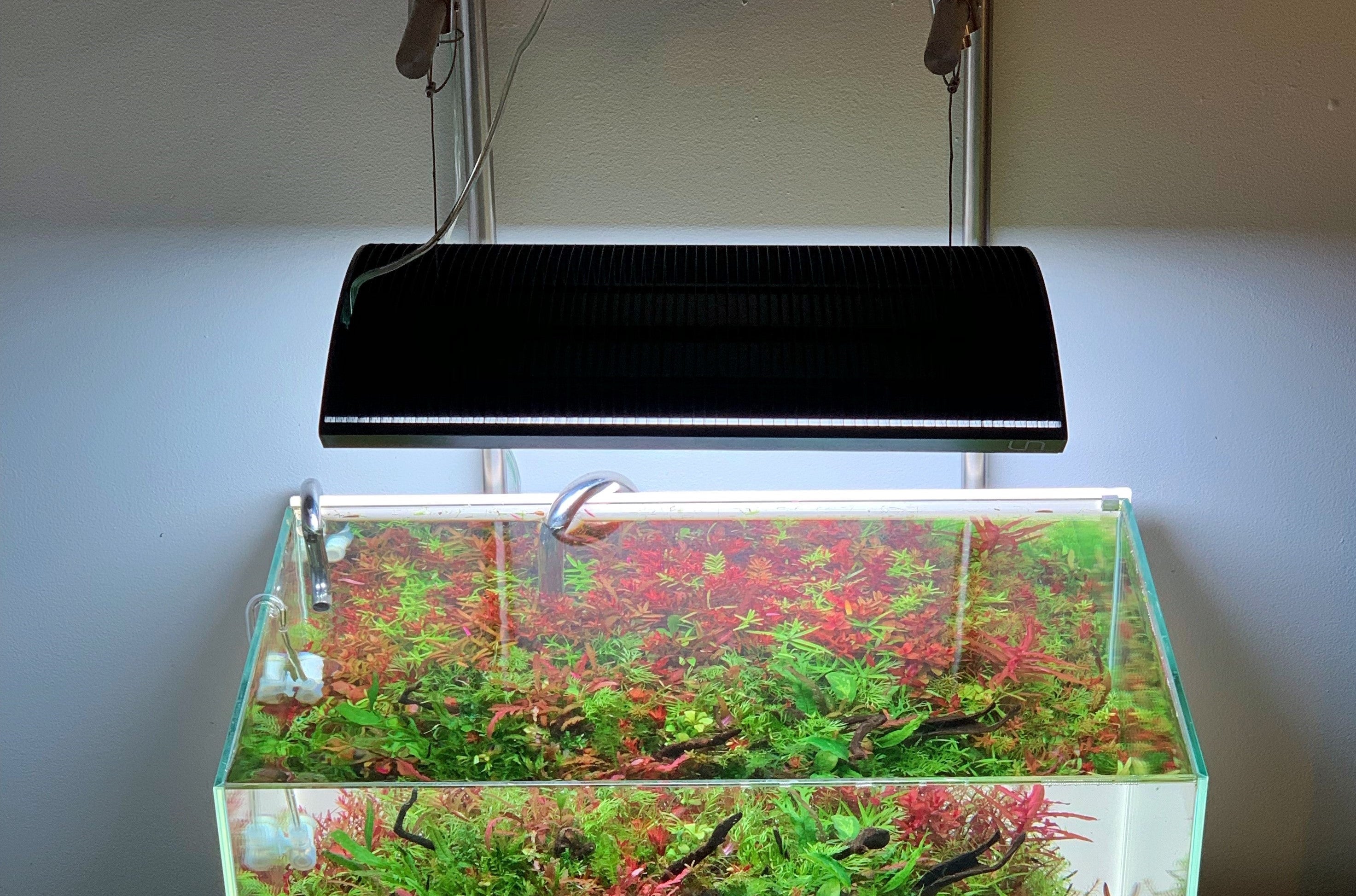 Lighting Requirements a Planted Aquarium — Buce Plant