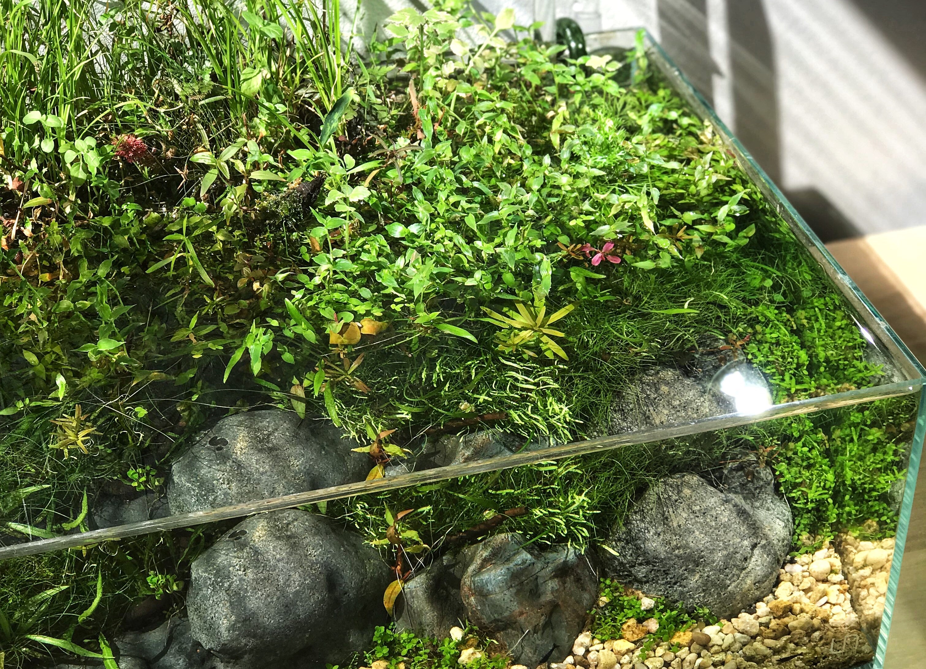 Easy Live Aquarium Plants Package – 7 Kinds – Anacharis,  and more!