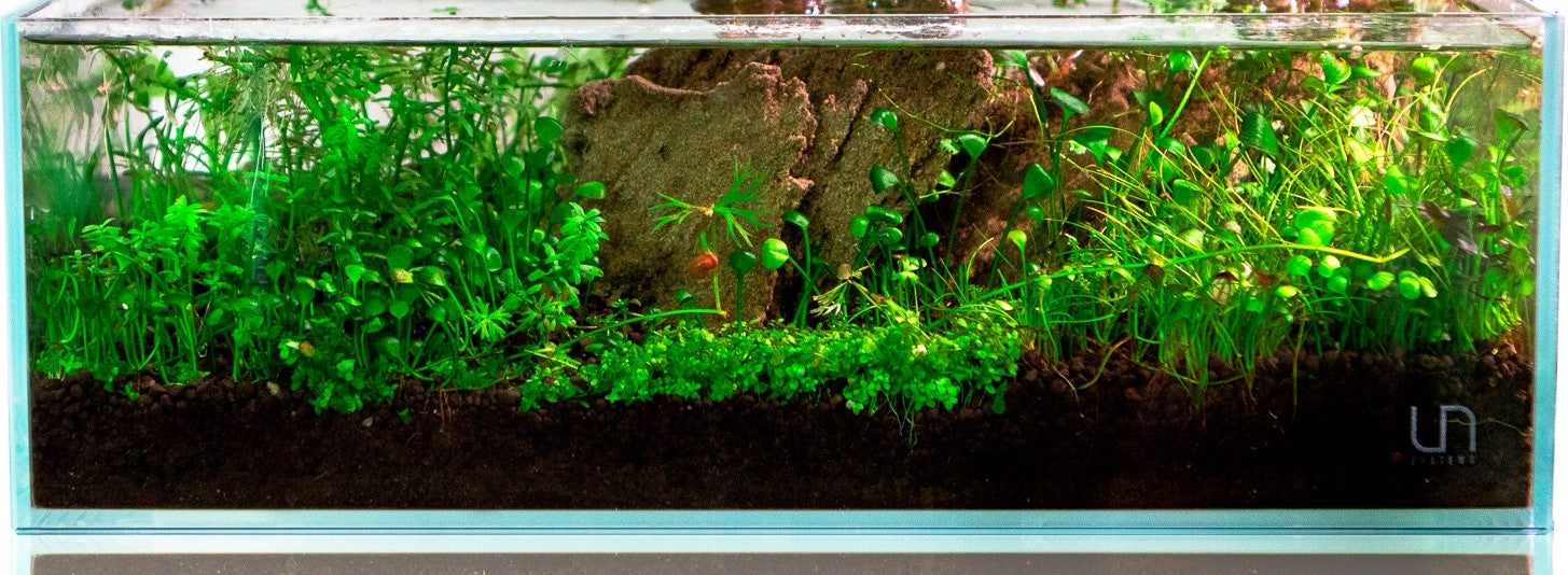 Encommium Previs site bereik Planted Aquarium Substrate: Soil, Gravel, and Sand — Buce Plant