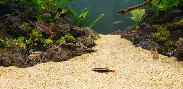 Tips for Maintaining an Aquascape with Multiple Substrates — Buce Plant