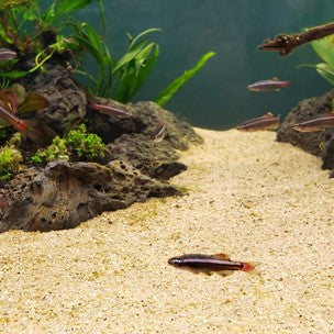 Aquascape center