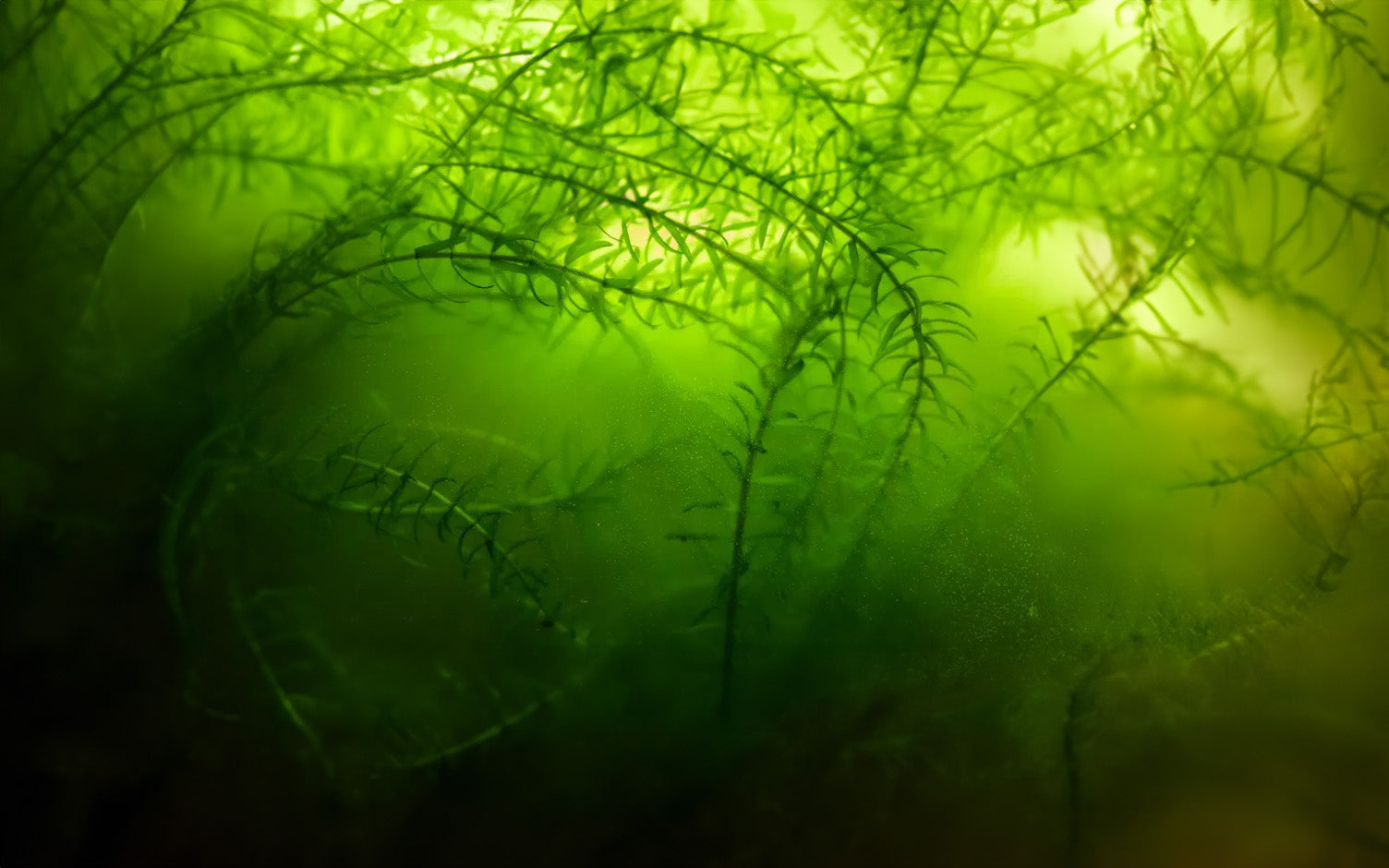 Green Algae - Learn About Nature