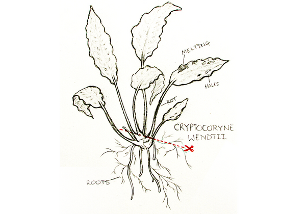 how to trim cryptocoryne 