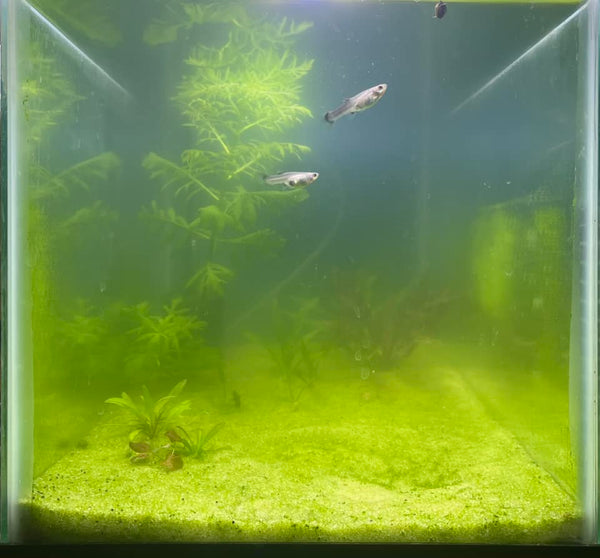 green water aquarium