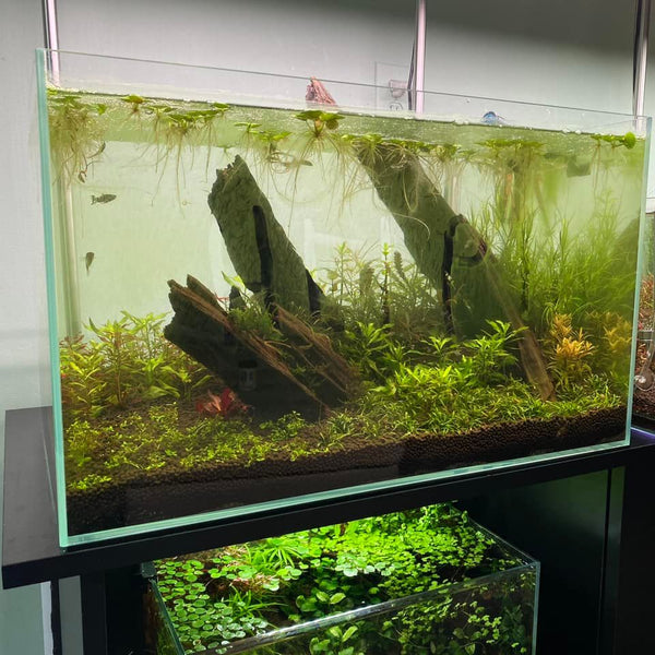 How to Get Rid of Green Water in Aquariums — Buce Plant
