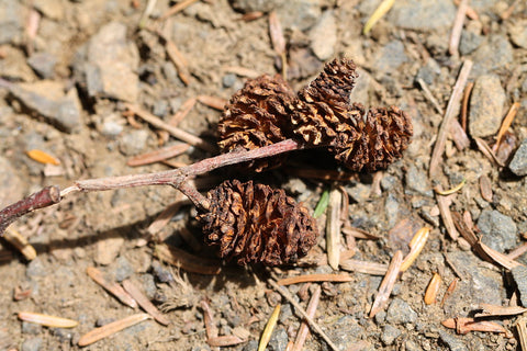 alder cones dried botanical