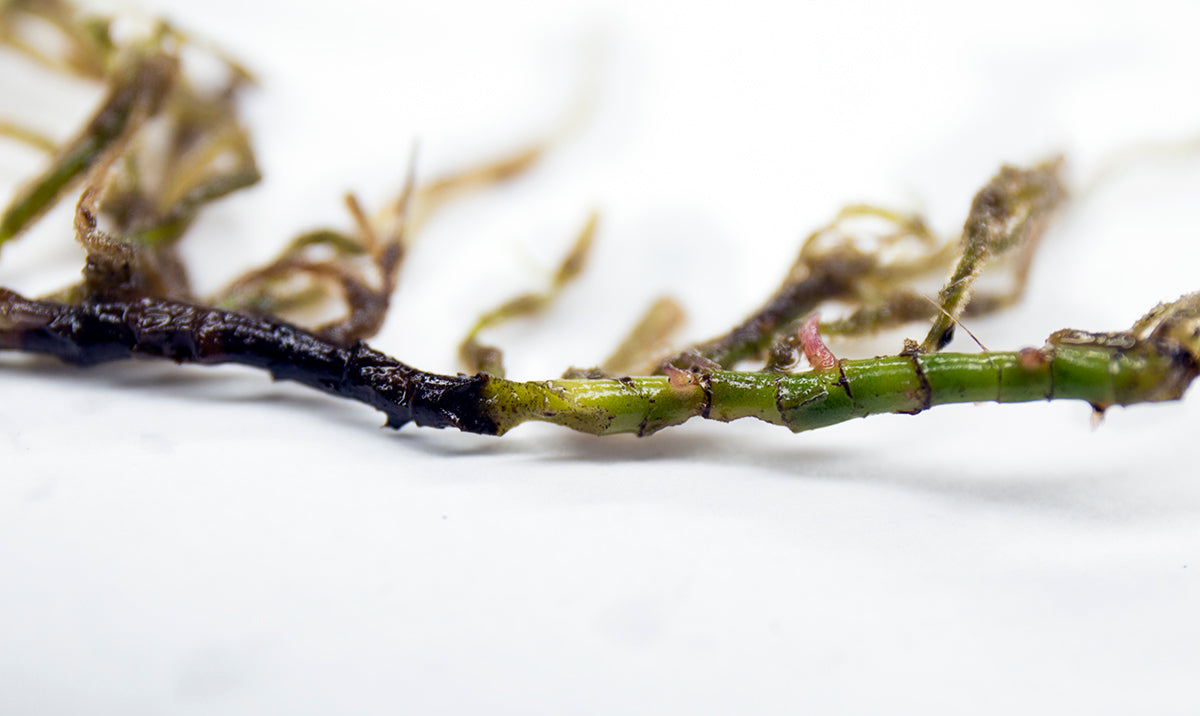 bucephalandra rhizome with both healthy growth and melt