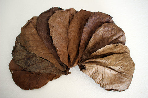 catappa leaves botanical