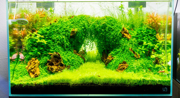 high tech planted aquarium