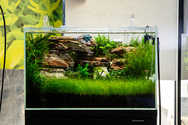 aquascape